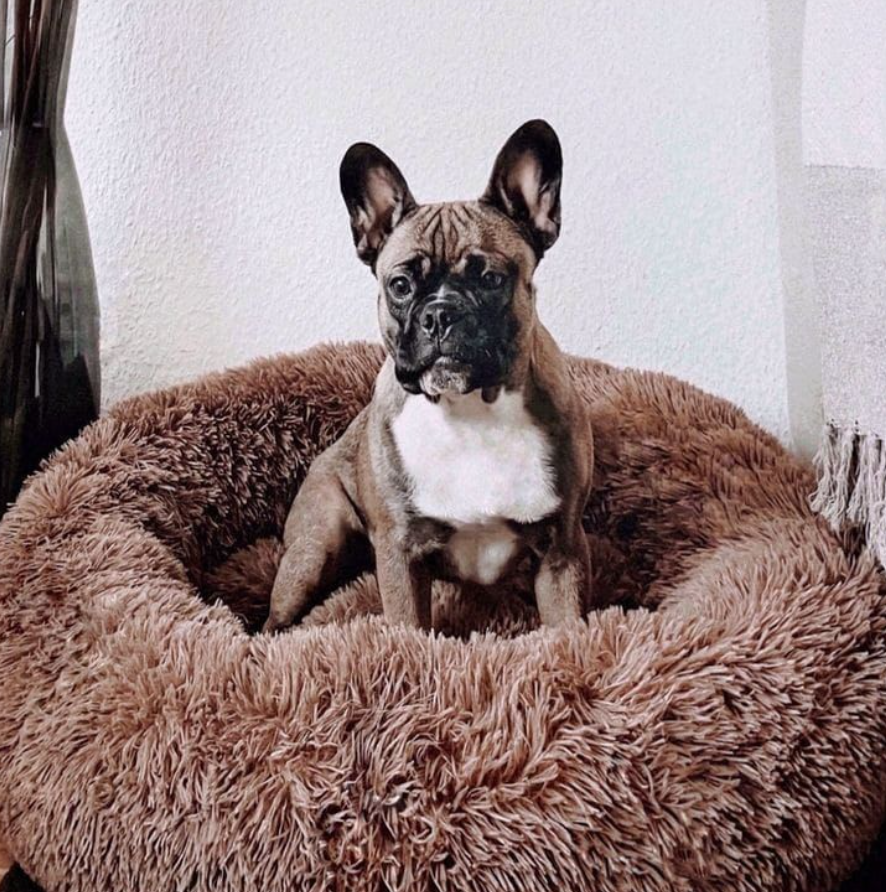 Cama para Mascotas en Dona Antiestrés – Comodidad y Relajación Garantizadas