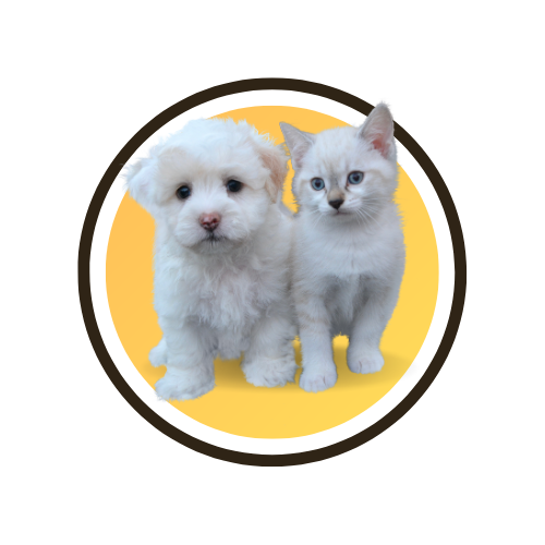 Pets